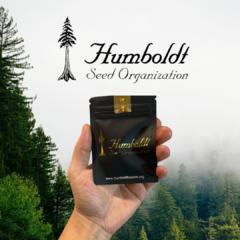Blueberry Headband (PACK 3UN) - comprar online