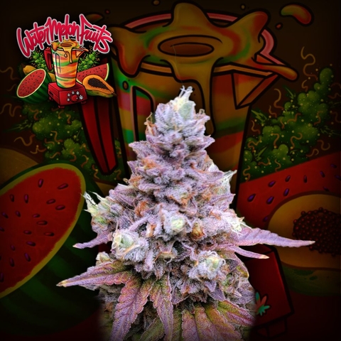 Watermelon Fruits (PACK 3UN)