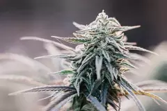 Moby Kush (PACK 2 UN) - comprar online