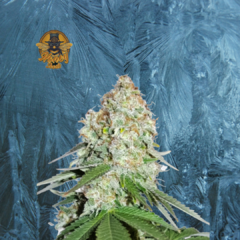 WHITE WIDOW AUTO (PACK 2UN) - comprar online