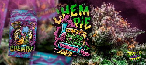 Carrusel Original Strain