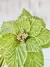 Flor de Natal Verde 20cm - comprar online