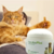 Renphys Plus perros y gatos x 50gr (Suplemento Renal) - comprar online