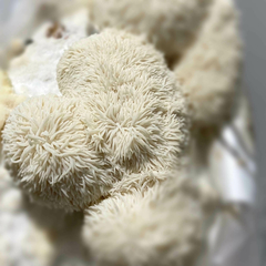 Kit Juba de leão - Micélio de cogumelo Hericium erinaceus na internet