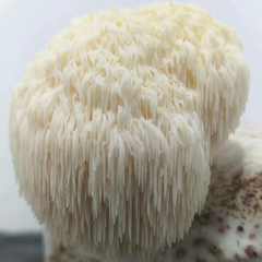 Kit Juba de leão - Micélio de cogumelo Hericium erinaceus - comprar online