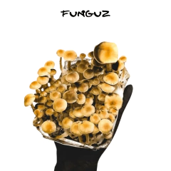 Refil express (Casing) - Cultivo de cubensis - comprar online