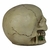 Imagen de Craneo Calavera Vikingos Decoracion