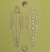 Figura Humana ou Corpo Humano homem frente e costas - cobre - radiestesia
