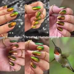 Ruby Throated Hummingbird - Hummingbirds Collection