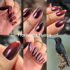 Florisuga Fusca - Hummingbirds Collection