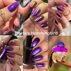 Costa's Hummingbird - Hummingbirds Collection