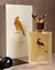 Shaheen gold lattafa EDP 100ml - comprar online