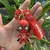 Llavero deadpool