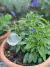 Gotas QQ | Caracol en internet