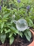 Imagen de Gotas QQ | Caracol