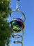 Espiral Arcoiris - comprar online
