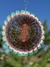 Mandala Crisantemo en internet