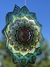 Mandala Echeveria