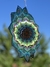 Imagen de Mandala Echeveria