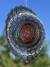 Mandala Kalanchoe