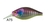 ISCA CENTURY LUCKY - 5,2CM 6,6G - loja online