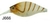 ISCA CENTURY LUCKY - 5,2CM 6,6G