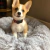 Cama DogLove™️ Super rellena