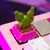 Plantitas - comprar online