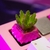 Imagen de Plantitas