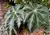 Begonia heracleifolia (Begônia Estrela) na internet