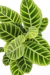 Calathea zebrina (Maranta Zebra) - comprar online