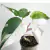 Philodendron 'White Princess' na internet