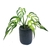 Monstera 'Burle-Marx Flame'