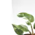 Philodendron 'White Princess' - comprar online