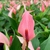 Anthurium 'Lily' (Antúrio Mini Lilli Rosa) na internet