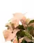 Syngonium 'Neon Robusta' (Singônio Rosa) - loja online