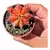 Imagem do Cacto Gymno Variegata (Cactus Gymnocalycium Mihanovichii)