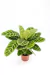 Calathea zebrina (Maranta Zebra) - floresta.eco