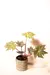 Begonia heracleifolia (Begônia Estrela) - comprar online