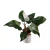 Philodendron 'White Princess' - floresta.eco