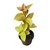 Pereskia aculeata (Ora-Pro-Nóbis)