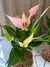 Anthurium 'Lily' (Antúrio Mini Lilli Rosa) - comprar online