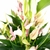 Anthurium 'Lily' (Antúrio Mini Lilli Rosa)