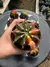 Cacto Gymno Variegata (Cactus Gymnocalycium Mihanovichii) na internet