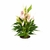 Imagem do Anthurium 'Lily' (Antúrio Mini Lilli Rosa)