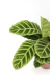 Calathea zebrina (Maranta Zebra) na internet