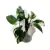 Philodendron 'White Princess'