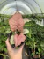 Syngonium 'Neon Robusta' (Singônio Rosa) - floresta.eco