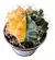 Cacto Gymno Variegata (Cactus Gymnocalycium Mihanovichii) - loja online