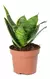 Espada de São Jorge Mini Dracaena 'trifasciata' (Espadinha verde) na internet